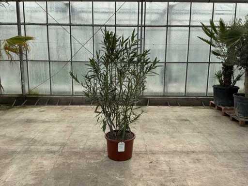 Nerium Oleander White
