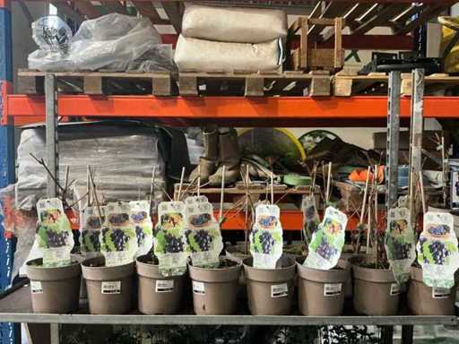 Blauwe druiven - Vrucht- / fruitboom (15x)