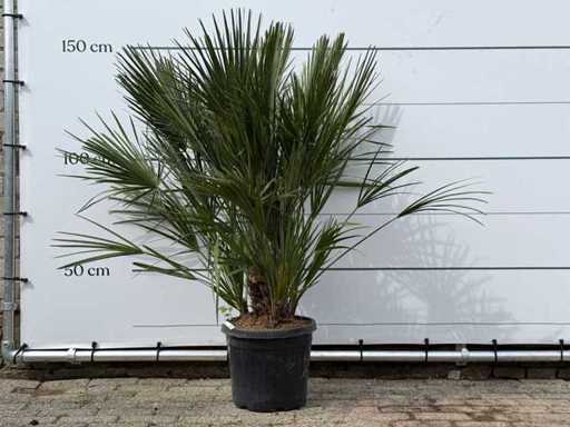 Europäische Zwergpalme M – Chamaerops Humilis – Höhe ca. 150 cm