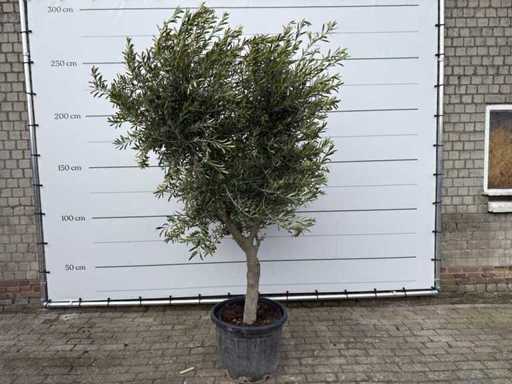 Olive tree Andalucia XL - Olea Europaea - approx. 70 years old - height approx. 280 cm