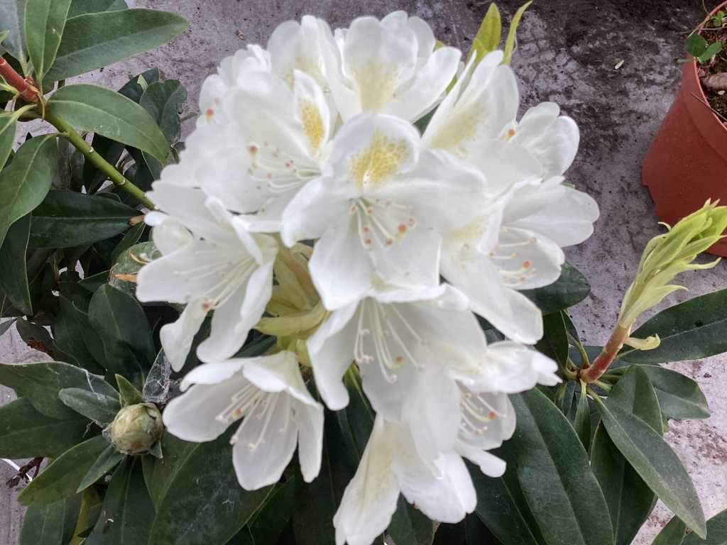 10 Rhododendron cuming weiß 80-100