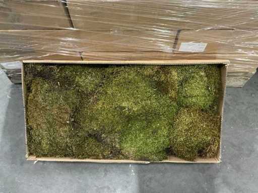 Partia Moss flat 2kg na pudełko (39x)