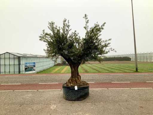 Drzewo oliwne (Olea europaea lessini)