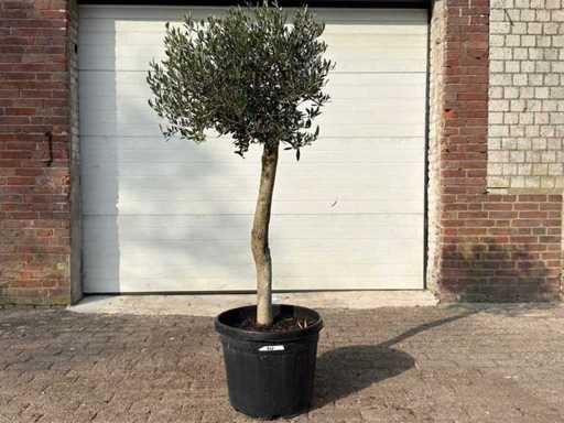 Olivier Floride - Olea Europaea - Hauteur environ 170 cm 