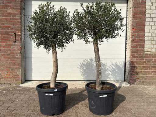 Olive tree Florida - Olea europaea - Hauteur environ 170 cm (2X)