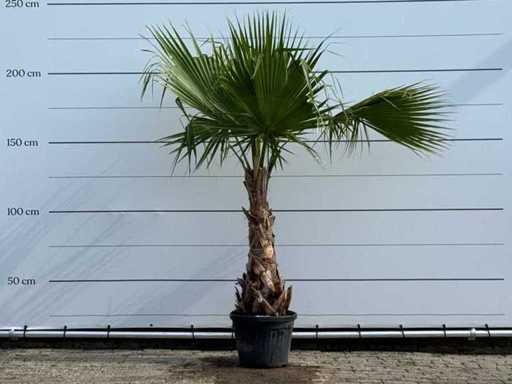 Meksykańska palma wachlarza - Washingtonia robusta - wysokość ok. 220 cm