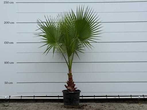 Palma a ventaglio messicana - Washingtonia Robusta - altezza circa 210 cm