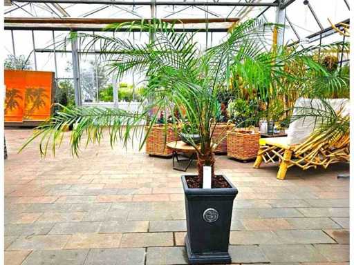 D | Various plants and Mediterranean trees, as well as garden decorations and more