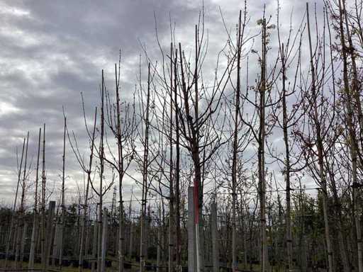 Lindeboom - Alberi topiari