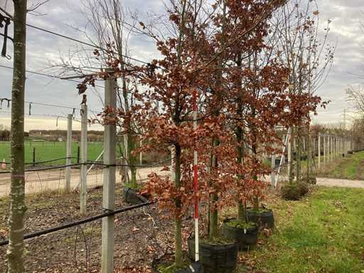 Zielony Buk - Park Tree (2x)