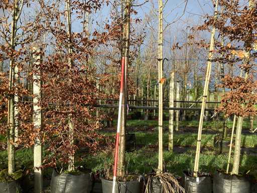 Cireș ornamental - Pom fructier / pom fructifer