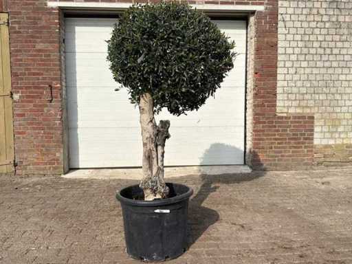 Olea Europaea L kugelförmig L – Olea Europaea L – ca. 40 Jahre alt – Höhe ca. 180 cm