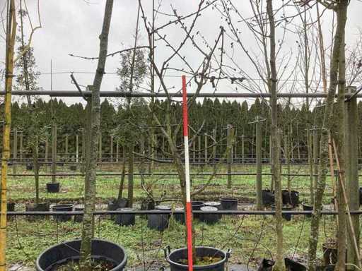 Drzewo słodkie – drzewo owocowe / owocowe