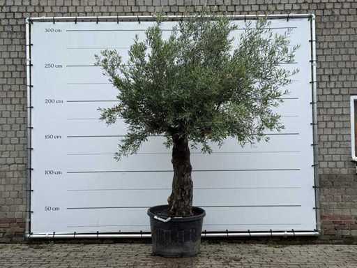 Olive Tree Old Trunk - Olea Europaea - approx. 75 years old - height approx. 280 cm
