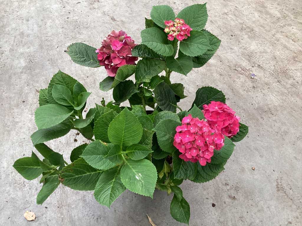 20 hortensia roos
