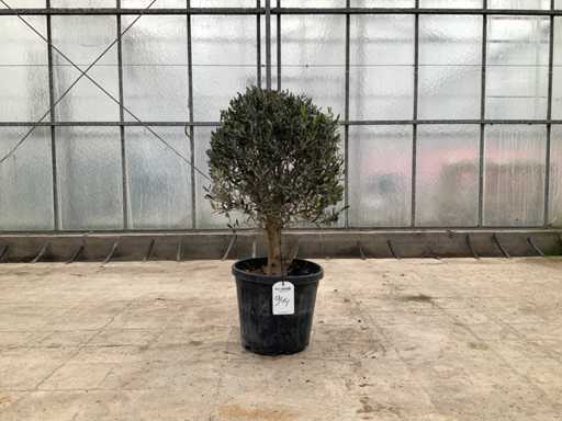 Olijfboom (Olea Europaea Lessini)