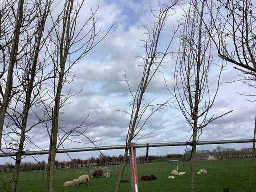 Winter Linden - Topiary Tree