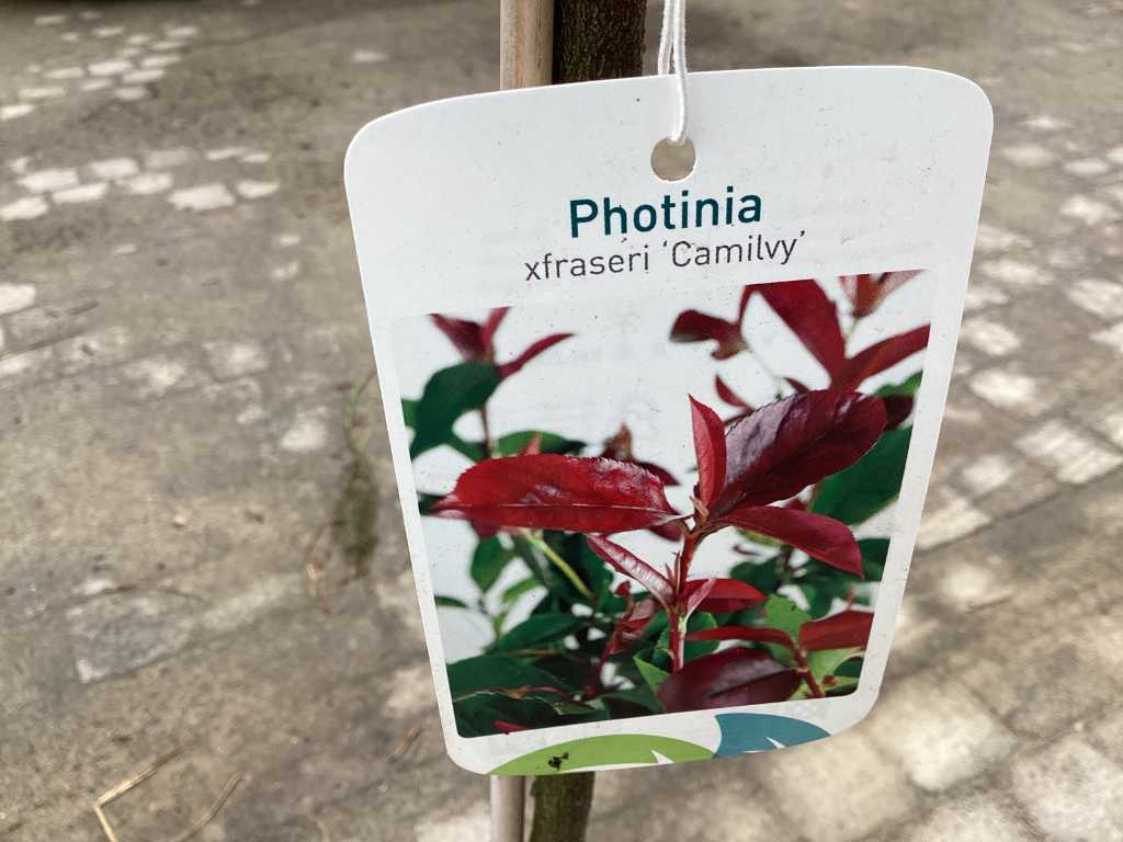 5 Photinia Stamm