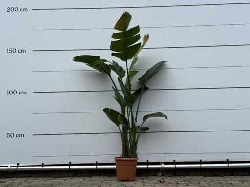 Bird of paradise plant M - Strelitzia Augusta - height approx. 175 cm