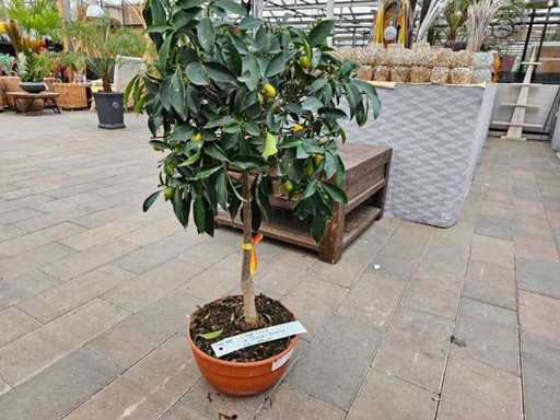 Mediterrane Kumquatboom (Citrus japonica) - ongeveer 100 cm