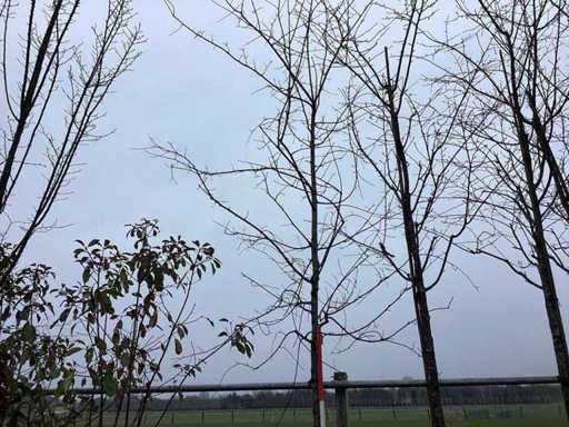 Swamp oak - Topiary trees