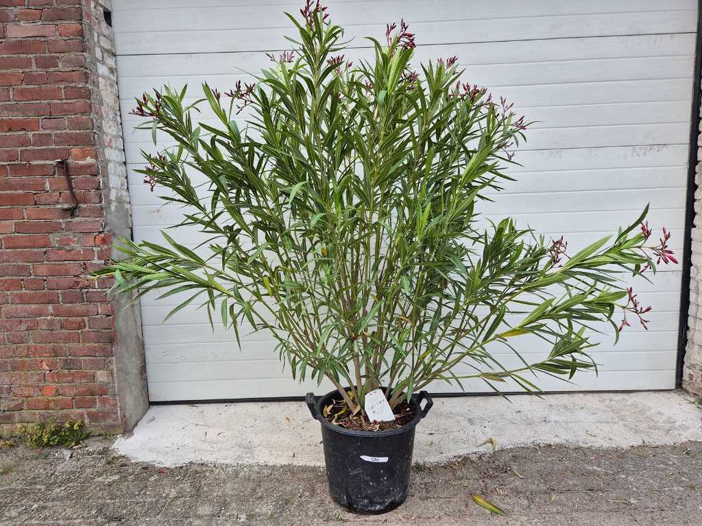 Nerium Oleander Rood - hoogte ca. 150 cm