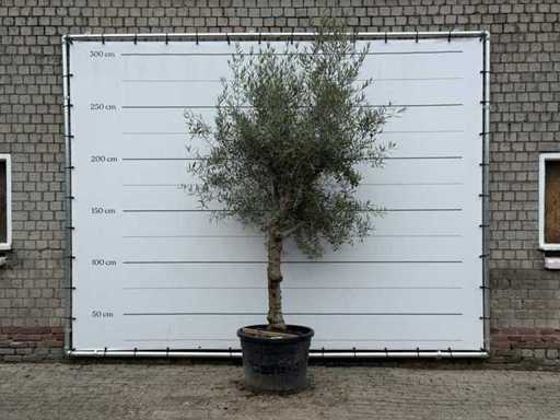 Olijfboom Granoli Hojiblanca - Olea Europaea - ca. 60 jaar oud - hoogte ca. 280 cm