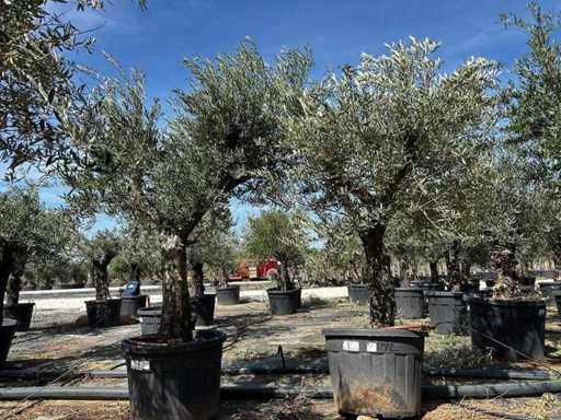 Europäische Olive (2x)