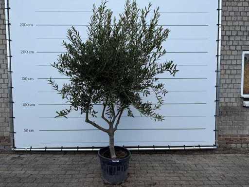 Olive tree Andalucia - Olea Europaea - approx. 50 years old - height approx. 250 cm