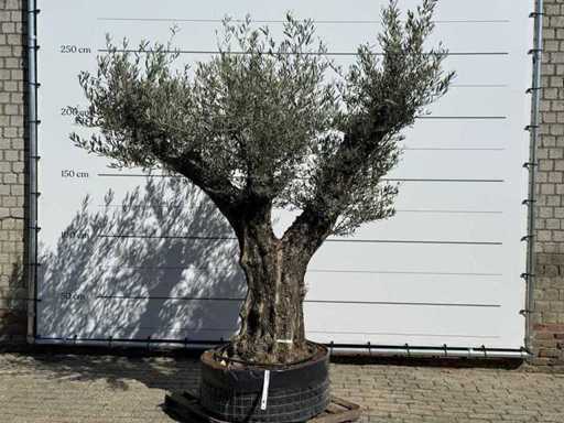 Bonsai ramificato d'ulivo XL - Olea Europaea - circa 100 anni - altezza circa 250 cm