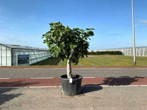 Feigenbaum (Ficus carica)