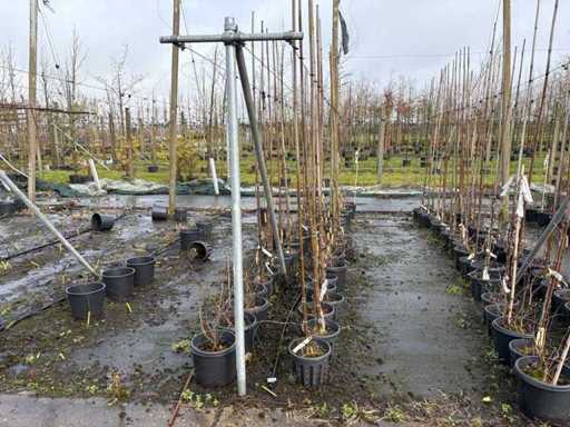 Verschiedene Arten – Zierbaum (38x)