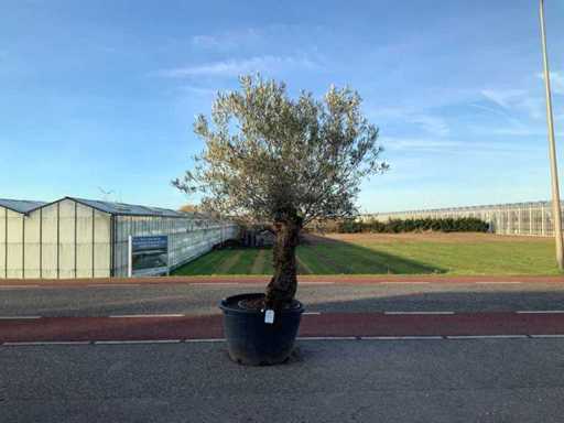 Măslinul (Olea Europaea Lessini)