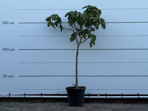 Fig tree - Ficus Carica - height approx. 160 cm