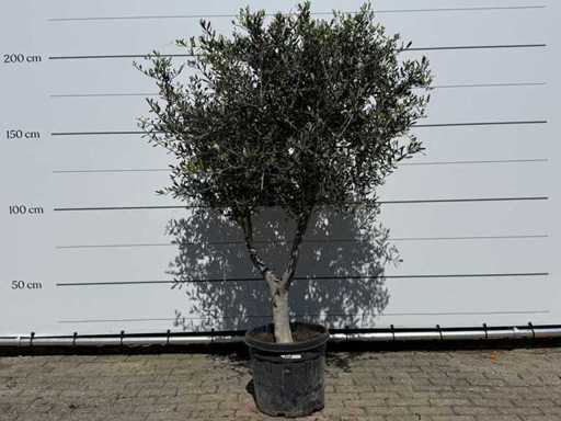 Ulivo Andalusia L - Olea Europaea - circa 50 anni - altezza circa 250 cm