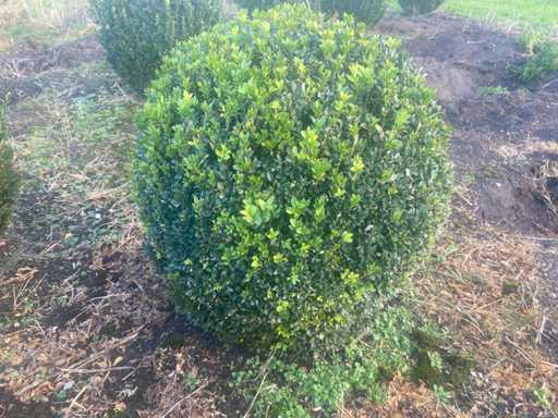 Boxwood bulb 60 diameter Perennial (5x)