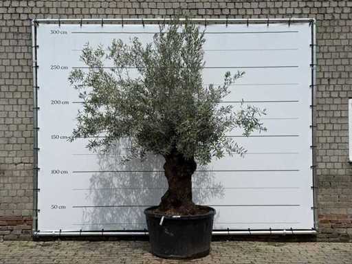 Olive tree Bonsai - Olea Europaea - approx. 80 years old - height approx. 270 cm