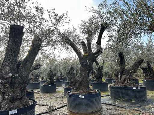 Centuries-old olive tree in basket