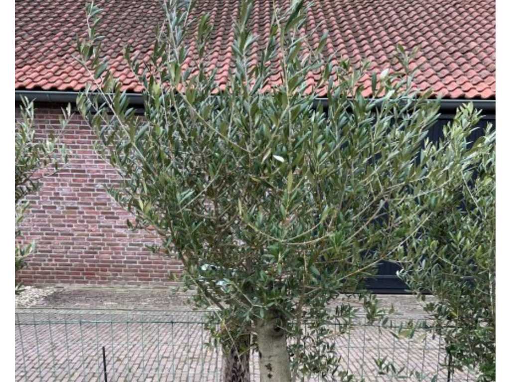 circonférence du tronc d’olivier 20/40cm 