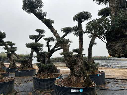 Olijfboom - Olea Europea Pom Pom Secolare 