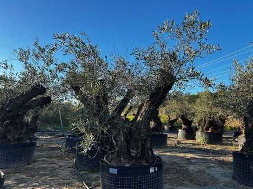Jahrhundertealter Olivenbaum im Korb