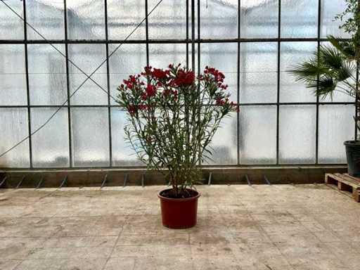 Nerium Oleander Red