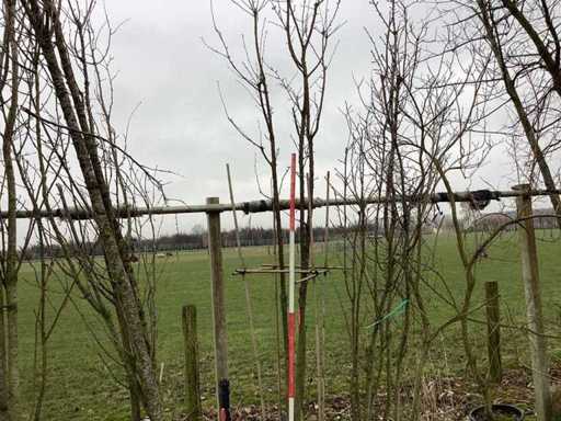 Schmitt Cherry - Copaci cu mai multe tulpini