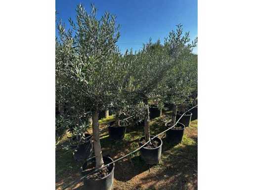 Olea Europea 200 unități