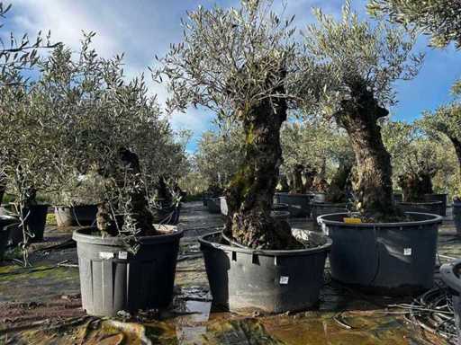 Olivenbäume in Töpfen (3x)