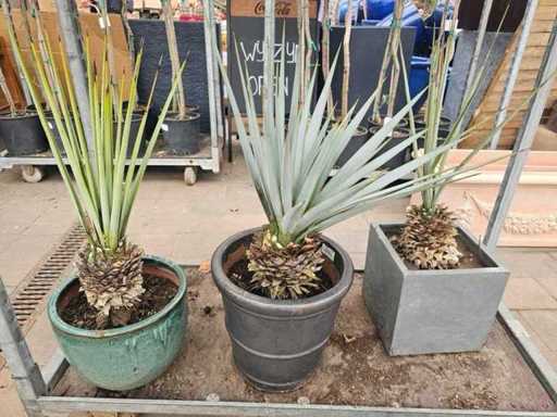 3er Set Yucca Rostrata - Winterharte Palmlilien in dekorativen Töpfen