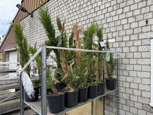 13x Totem de cyprès italien [DOMMAGES] - Cupressus sempervirens 'Totem' - hauteur environ 80 cm