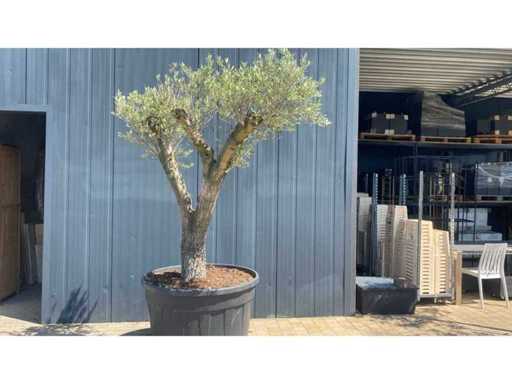 Olea Europea Pata 500L Olive Tree