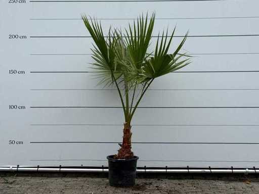 Palma a ventaglio messicana - Washingtonia Robusta - altezza circa 200 cm