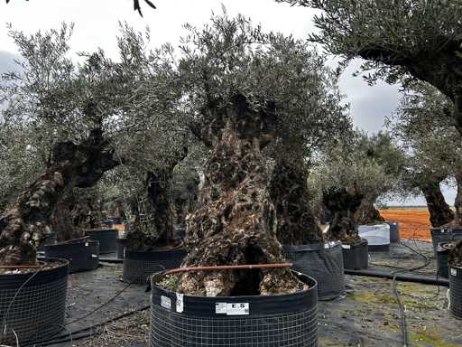  OLEA EUROPEA SECOLARE  